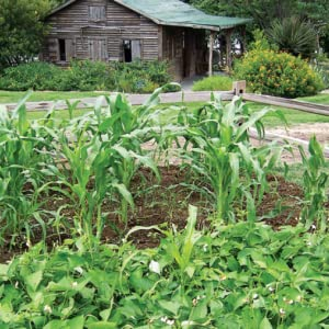 A garden surrounded by a wood fence with a house behind it.