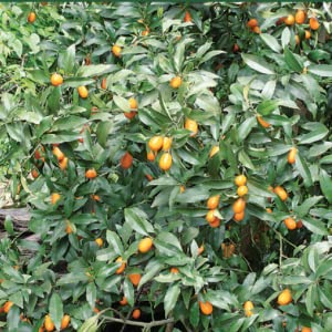 A tree bearing orange fuits.